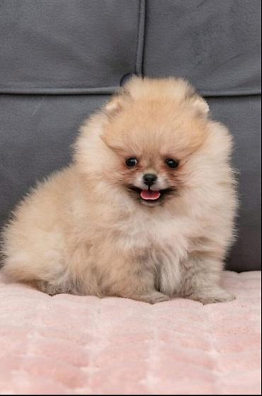 Psi: U ponudi dva steneta Pomeranca starosti 2 meseca.  Muzjak i zenka — 6