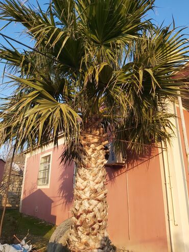 palm angels: Palma agaci. 20 illikdir . Qiymet 1500 AZN Real aliciya endirim