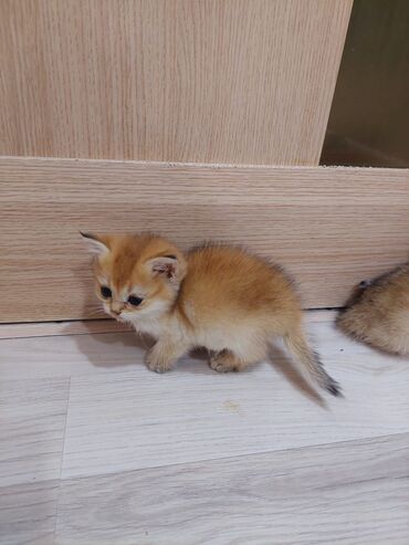 Pişiklər: Qızıl şinşilla, Erkək, Dişi, Ünvandan götürmə — 15