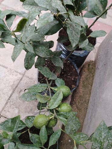 beqoniya bitkisi: Dipçəydə Limon lar, mandarin lər, kinkonqlar. 15 manatdan başlayan