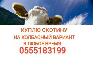 Животные - Шопоков: В колбасный цех куплю коров телок лошадей в любое времядорого. без