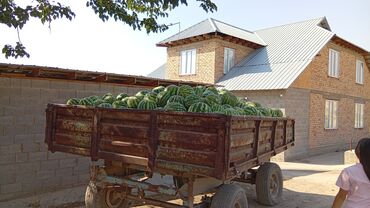 замороженная малина: Уруктар : Дарбыз, Өзү алып кетүү