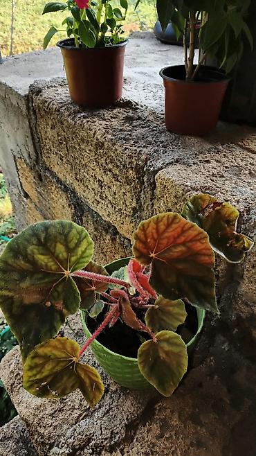pelarqoniya bitkisi: Saksıda “Impatiens” (balzam/yenibahar) dekorativ çiçək bitkisi - Növ — 8