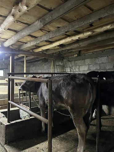 Коровы, быки: Продаю | Корова (самка) | Для молока | Привязанные at lalafo.kg — 8 Коровы, быки: Продаю | Корова (самка) | Для молока | Привязанные — 8