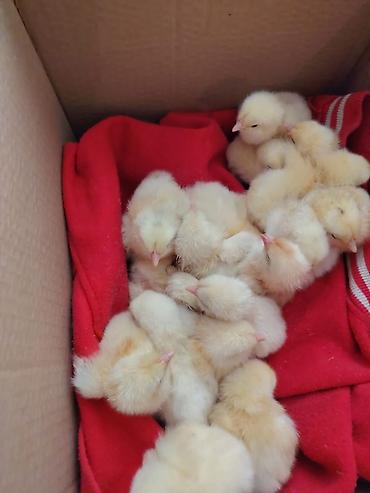 zəncirotu balı: Məhsul: Təmiz kənd təsərrüfatı yumurtaları və yeni çıxmış cücələr — 7