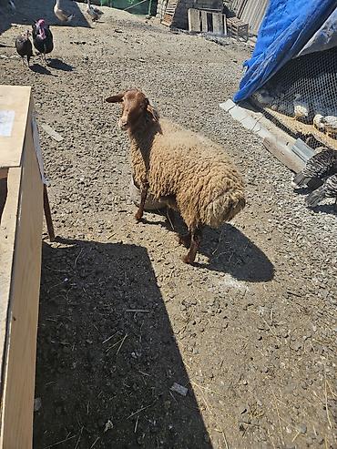 ucuz heyvanlar: Salamlar ALLAH qurbanlarnızî qebul etsin qurbanlıq ve damazlîq quzular — 2