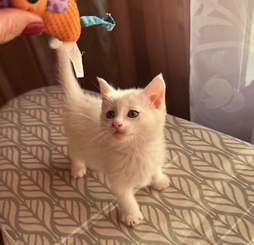 мучные черви купить: Кошка даром: Беспородная, 2 месяца, Мальчик — 1