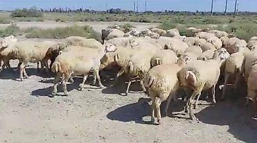 tap az goyercin satisi: 500 baş Beylaqan sortu cavan boğaz qoyunlar satırıq.Şəxsi öz qapı — 2