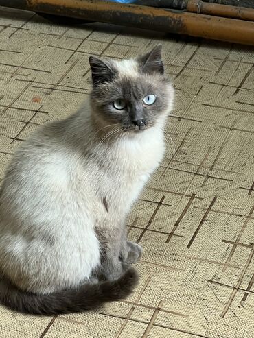 белый котик: ДАРОМ! Молодой, красивый, бездомный котик с очень красивыми