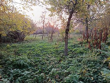 xirdalan kiraye: 13 sot, Tikinti, Mülkiyyətçi, Kupça (Çıxarış) — 3