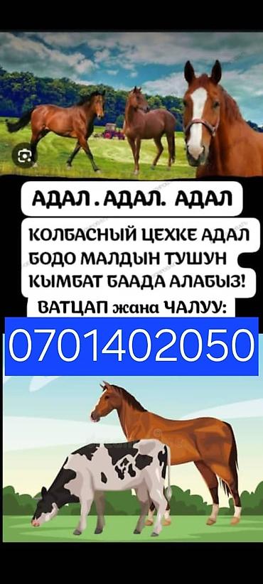 эшик орноту: Услуги забоя и разделки крупного рогатого скота и лошадей для — 1