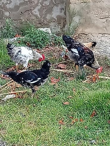 Сельхозптицы: 8 ədəddir hamısı bir yerdə 60 manat çatdırılma maşın var mənlikdi — 2