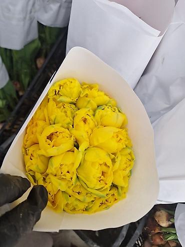 Букеты из живых цветов: Г.Ош оптом и розницу. Тюльпаны с луковицами, срезка «на поле» в — 10