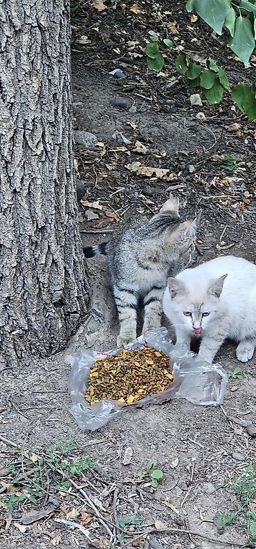 кошка белый: Котята красивые нуждаётся в доме, все из одного помёта. Окрасы — 5