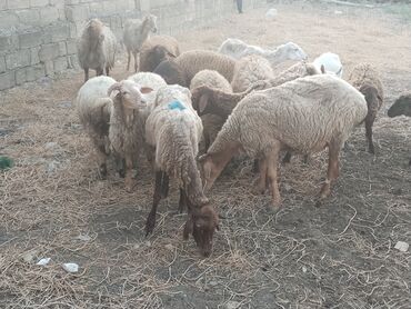 İtlər: Dişi, il: 4, Damazlıq, Südlük, Ətlik, Ödənişli çatdırılma