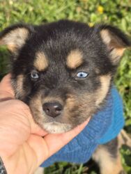 Psi: POKLANJAM štence mesanci haskija i ptičara,očišćeni od — 14