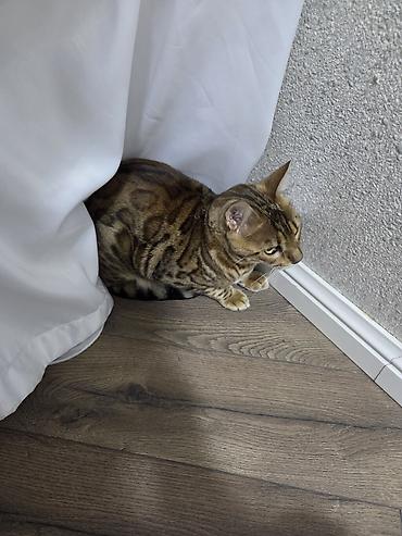 Pişiklər: Benqal, Dişi, Ünvandan götürmə — 3