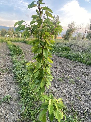 Продажа участков: 15 соток — 15