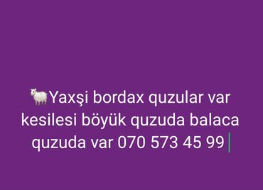 породистые собаки в добрые руки: Ünvan Gəncə Göy göl