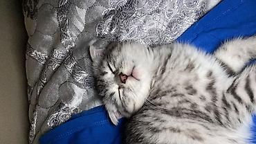 Кошки: Шотландская, Самка, В добрые руки, Самовывоз — 6