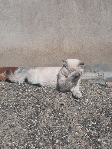 Pişiklər: Şotland yastı qulaq, Dişi — 4