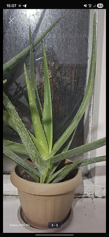 Алоэ: Алое вера 8 летнее сейчас уже отцвел. и срезал ствол at lalafo.kg — 9 Алоэ: Алое вера 8 летнее сейчас уже отцвел. и срезал ствол — 9