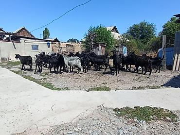 козу не дорого: Продаю | Коза (самка) | На забой, Для разведения — 2