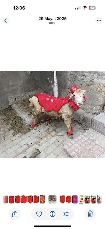 saxta baba geyimi: Qurbanlıq heyvan üçün bəzək dəsti – qırmızı rəngdə Məhsulun tərkibi — 2