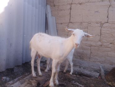дойный козы: Продаю | Коза (самка) | Зааненская | Для молока | Племенные