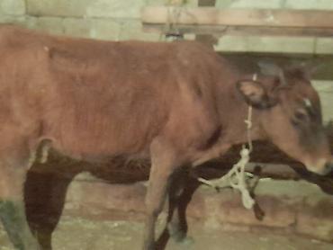 Mal-qara: 900 Manatdan 2000 manata kimi Cins buzov dana Düye — 4