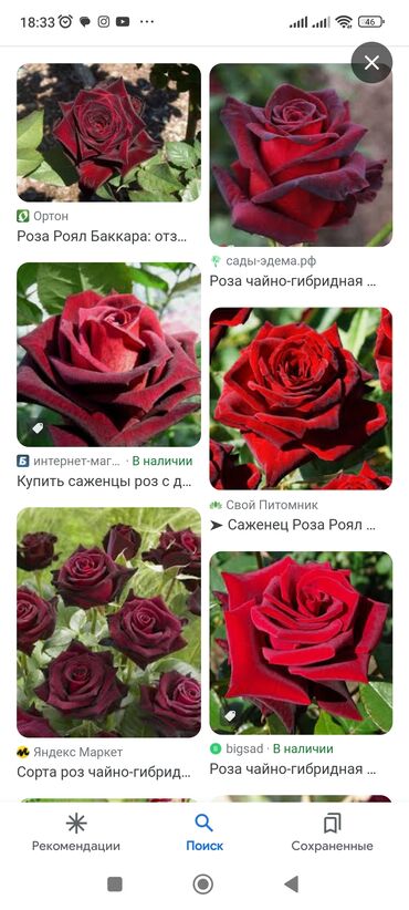 цветы розы ош: Семена и саженцы Петунии, Роз, Самовывоз