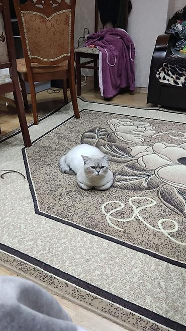 Pişiklər: Şotland — 9