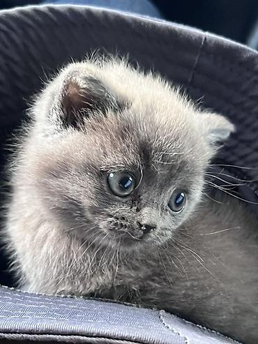 котята саванна купить: Скотиш Страйт (Шотландская прямоухая), 2 месяца, Девочка, Голубой — 1