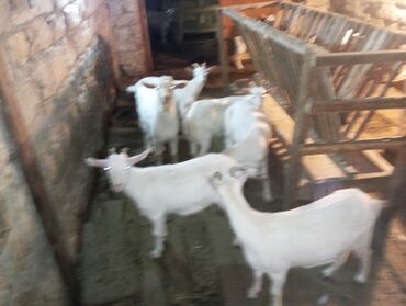 щенки ротвейлера бишкек: Salam .4 disi 1 teke.temiz saf qan heyvanlardi.analari 3.5. 4 lt sud lalafo.az -da щенки ротвейлера бишкек: Salam .4 disi 1 teke.temiz saf qan heyvanlardi.analari 3.5. 4 lt sud