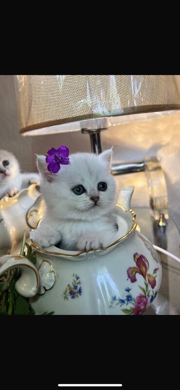 британская короткошерстная кошка купить: ✨ ШОТЛАНДСКИЕ КОТЯТА СЕРЕБРИСТОЙ ШИНШИЛЛЫ В ПОИСКАХ ДОМА! ✨ Наши