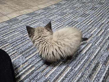 кошки коты котята: 2 месяца, Девочка — 5