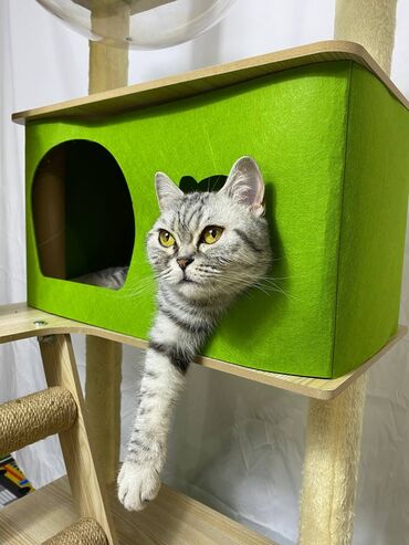 купить кота: Уголок отдыха для кошек и котов 🙂
Высота 100 см. Качество 🔥