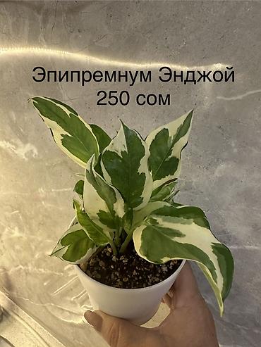 Другие комнатные растения: Укоренённые черенки растений от 150-300 сом — 17