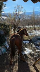 Другие животные: Кунан 1,5 жаш — 2