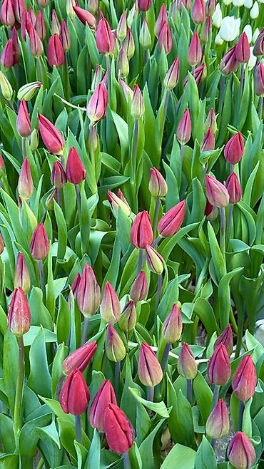 Букеты из живых цветов: Тюльпаны — предзаказ - Срезанные тюльпаны из теплицы, аккуратные at lalafo.kg — 7 Букеты из живых цветов: Тюльпаны — предзаказ - Срезанные тюльпаны из теплицы, аккуратные — 7