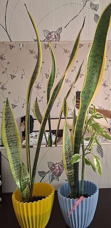 Ev və bağ: Otaq bitkiləri – Sansevieria (Qaynanadili) və Variegatlı Euphorbia — 1