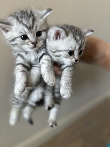 домашняя кошка: Скотиш Фолд (Шотландская вислоухая), 1 месяц, Мальчик, Серый