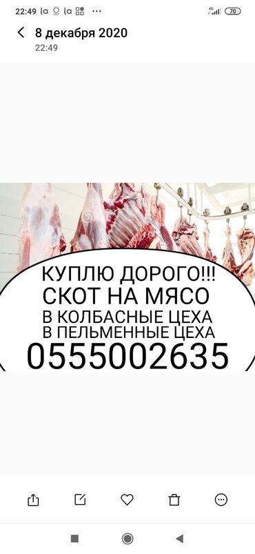 Куплю | Коровы, быки, Лошади, кони | На забой, на мясо