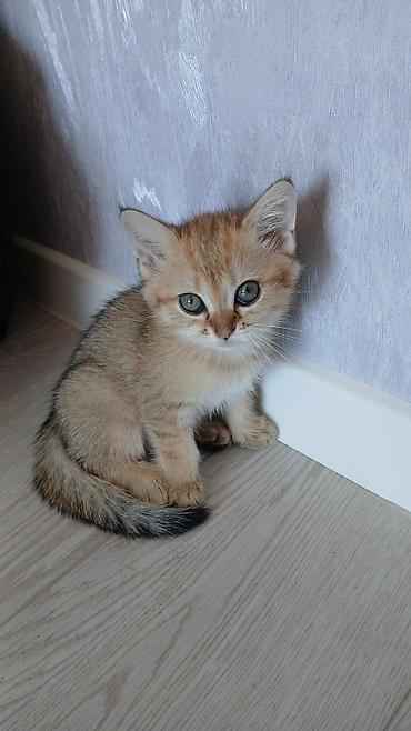 pisik satilir: Şinşilla, Erkək, Dişi — 7