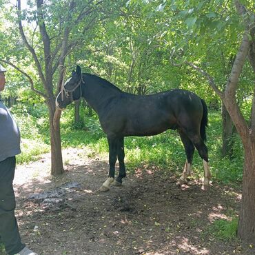 продажа щенков немецкой овчарки в бишкеке с документами: Продаю | Конь (самец) | Для разведения | Племенные