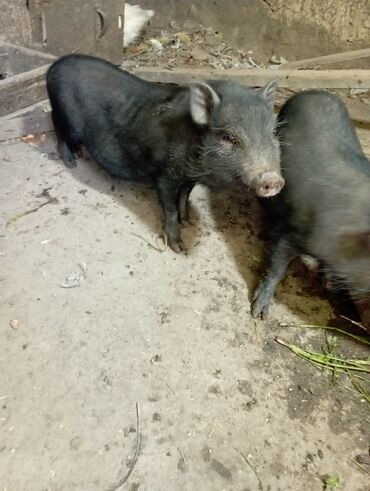 вислаухие котята: Продаю | Поросенок | Вьетнамская вислобрюхая | Для разведения