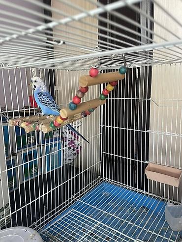 Үй жаныбарлары үчүн товарлар: 🦜 Срочно продаётся синий волнистый попугай с клеткой! В связи с — 2