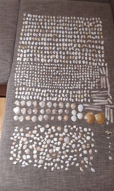 Ostali predmeti za umetnost i kolekcionarstvo: Velika kolekcija morskih školjki – razvrstane po veličini i obliku — 9