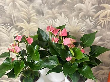 вазан: 🌸 САТЫЛАТ – Антуриум гүлдөрү! 🌿 Үйүңүздү же кеңсеңизди кооздоп, абаны — 2