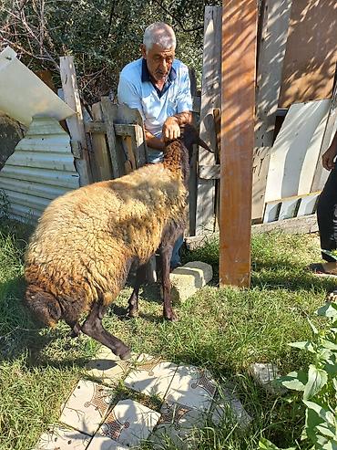 Qoyunlar, qoçlar: Qoyun – qala cinsi - Cins: Qoç - Boy-buxun: Uzunbədənli, möhkəmli - — 7